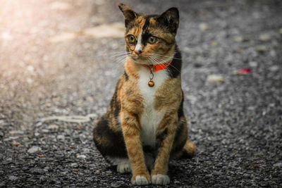 Portrait of cat looking away on road in city