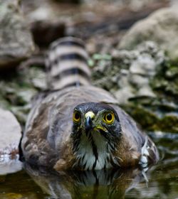 Close-up of bird