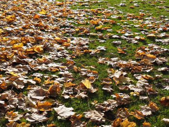 Leaves on field