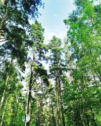 Low angle view of trees against sky