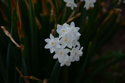 Close-up of white flowers