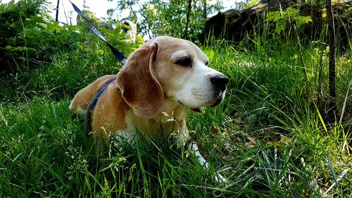 Dog looking away on field