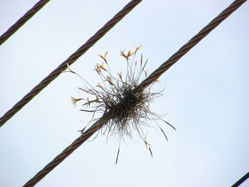 Low angle view of dried plant against clear sky