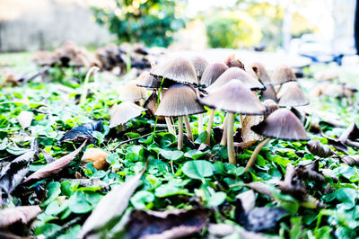 Close-up of mushrooms