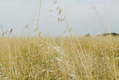 Close-up of wheat field against clear sky