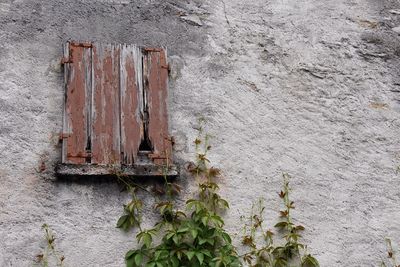 Close-up of plants against wall