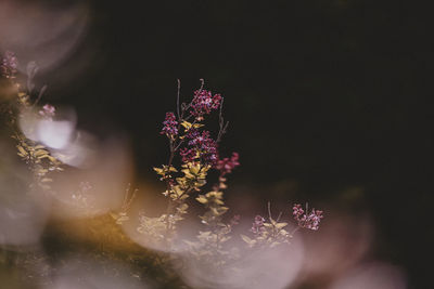 Close-up of pink flowering plant