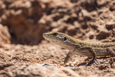 Close-up of lizard on rock