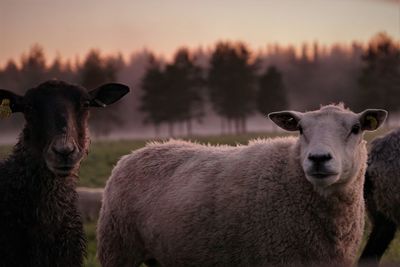 Portrait of sheep standing in a field