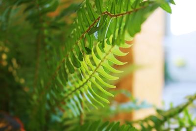 Close-up of fern leaves