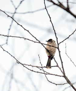 Low angle view of bird perching on branch