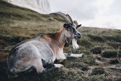 Side view of goat sitting on grassy field against sky