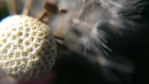 Close-up of plant against blurred background