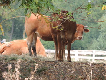 Horses in a field