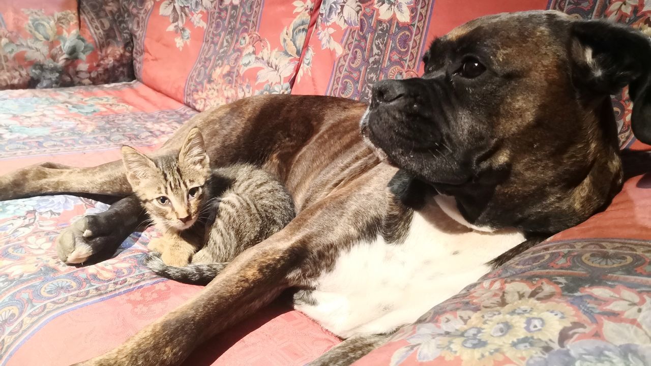 DOG LYING DOWN ON BED