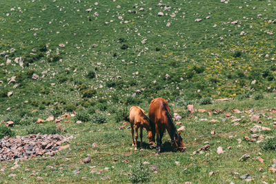 Horse grazing in a field