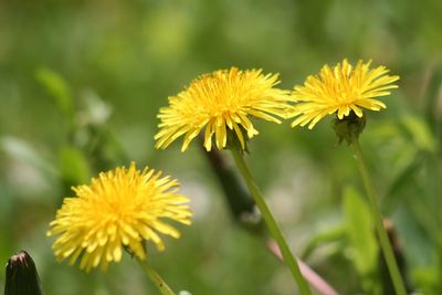 Close-up of yellow flowers blooming outdoors