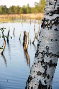 Close-up of tree trunk by lake against sky