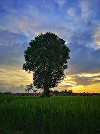 Tree on field against sky during sunset