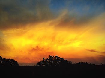 Silhouette of trees at sunset