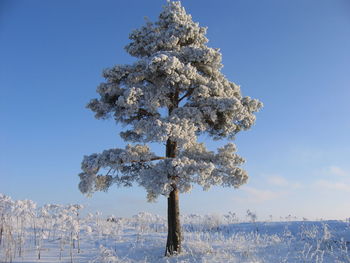 White tree on snow covered field against sky