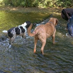 Dog in water