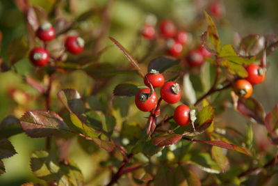 Close-up of red berries growing on tree