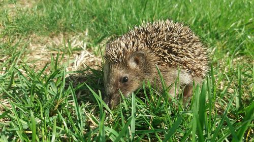 Close-up of a reptile in a field