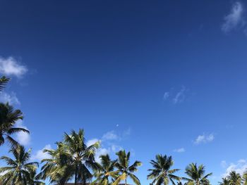 Low angle view of palm trees against blue sky