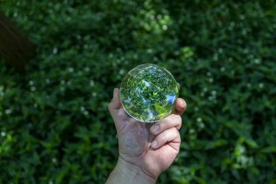 Close-up of person holding leaf