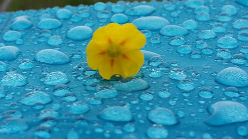 Close-up of raindrops on yellow flower