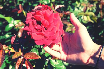 Close-up of hand holding rose