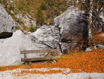 Autumn trees in park