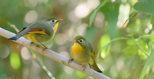 Close-up of bird perching on branch