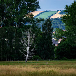 Trees on field against sky