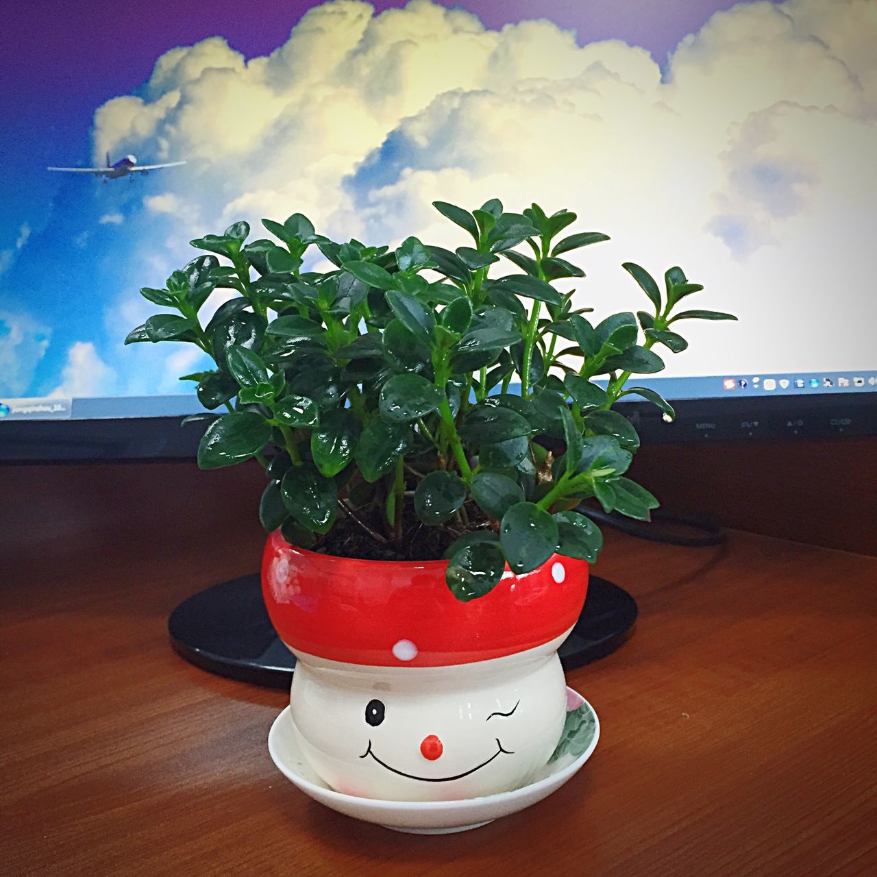 table, indoors, potted plant, red, plant, growth, freshness, sky, flower, glass - material, vase, home interior, wood - material, no people, flower pot, window, nature, day, built structure, close-up