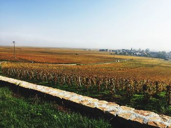 Scenic view of field against clear sky