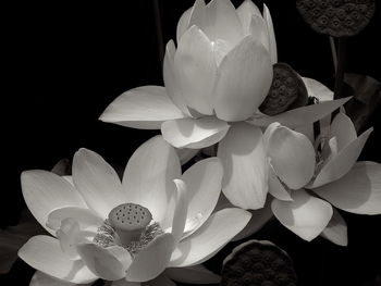 Close-up of flower against black background