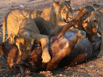 Lion on field