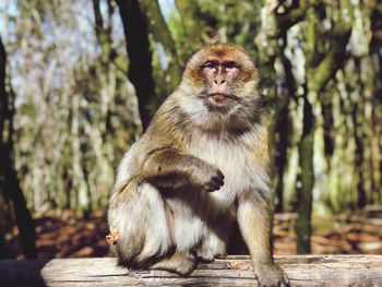 Portrait of monkey sitting on a tree