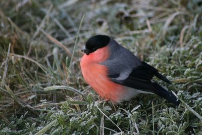 Close-up of bird on grass