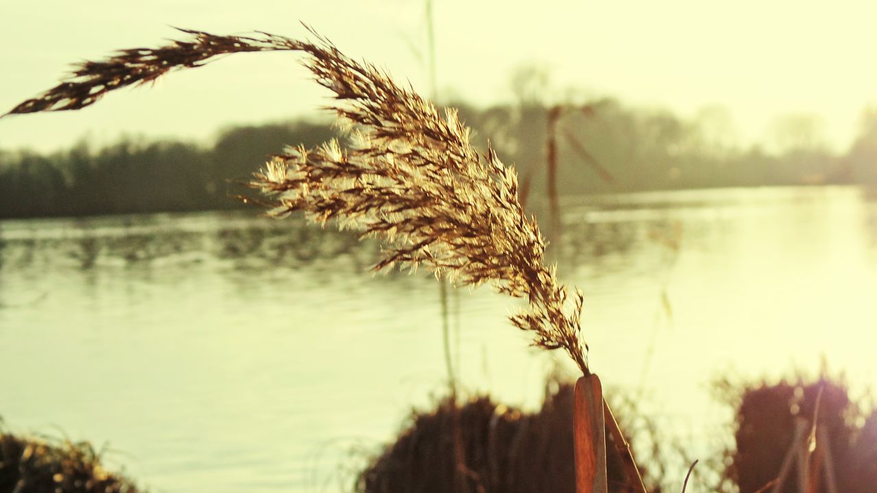 focus on foreground, water, tranquility, nature, lake, tranquil scene, plant, dry, close-up, sky, growth, beauty in nature, scenics, sunset, selective focus, outdoors, reflection, river, dead plant, no people