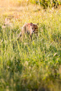 Cat in a field