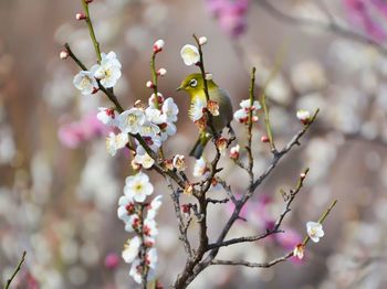 Close-up of cherry blossom