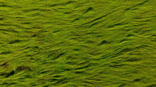 Aerial view of green rice field texture background. rice plants bend down to cover ground 