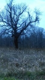 Bare trees on landscape against clear sky