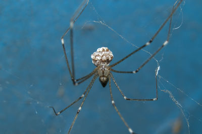 Close-up of a spider on the web