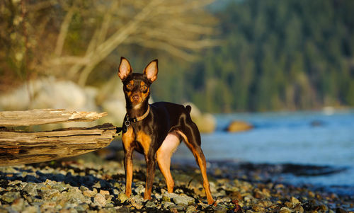 Portrait of dog standing outdoors