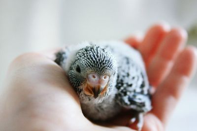 Close-up of hand holding young bird