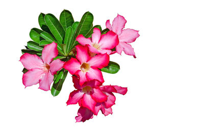 Close-up of pink flowering plant against white background